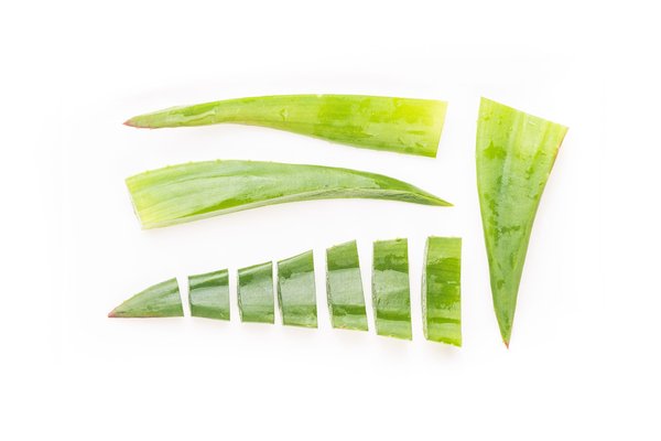 Aloe vera : secrets et bienfaits à découvrir sans tarder